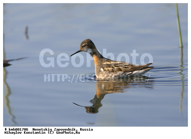 �������� ������, ��������, ��������, ��������, �����������, �����, �����, �����, ������, ������� �����, ������� �����, XYZ, ���������, Scolopacidae, ����������� ���������, Phalaropus lobatus